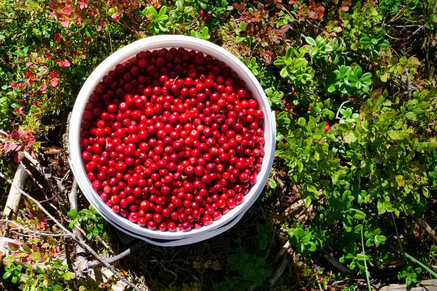 żurawina liofilizowana