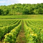 wino z Bochotnicy
