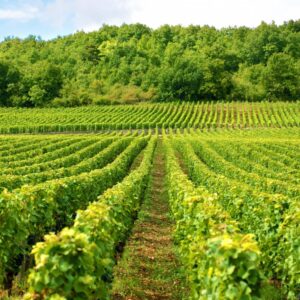 wino z Bochotnicy