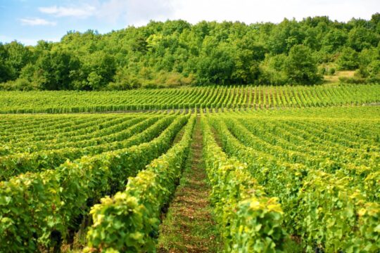 wino z Bochotnicy