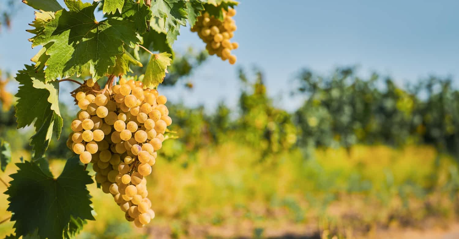 wino z Bochotnicy