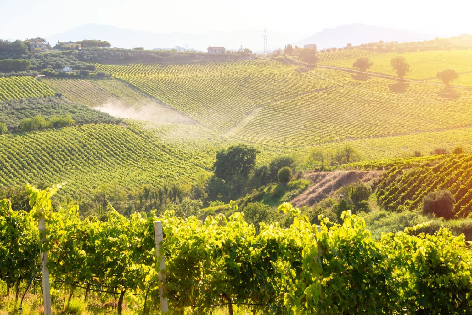 wino z Bochotnicy